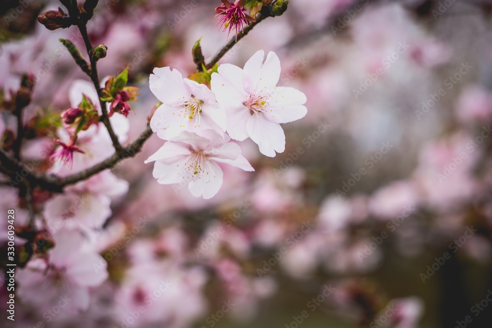 Obraz premium pink blooming cherry blossoms