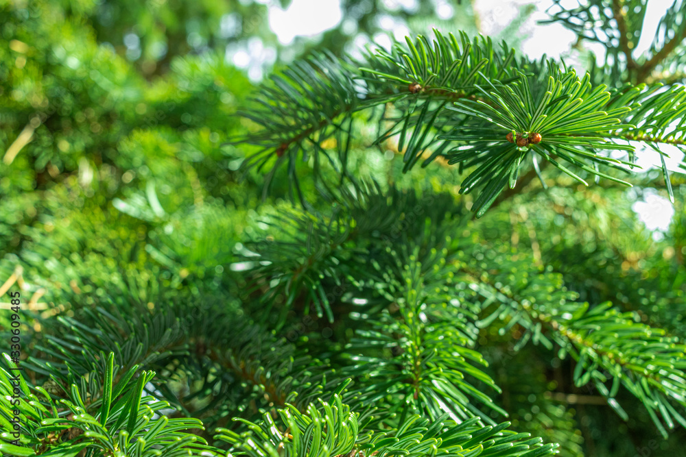 Nabelbaum Nabelbaum