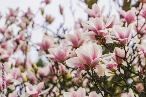 pink magnolia tree in spring © Stephanie