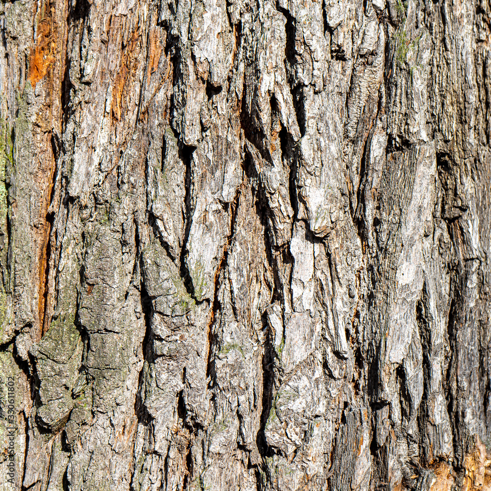 Tree bark background, texture natural background paper close-up