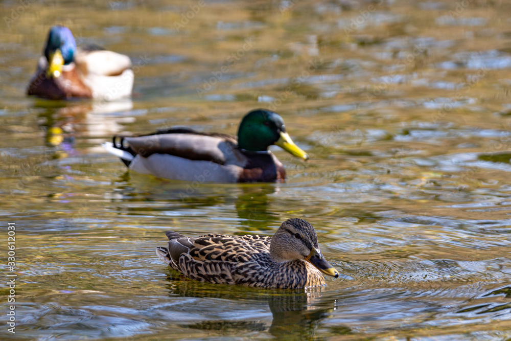 Obraz premium Stockenten am Ufer eines Sees