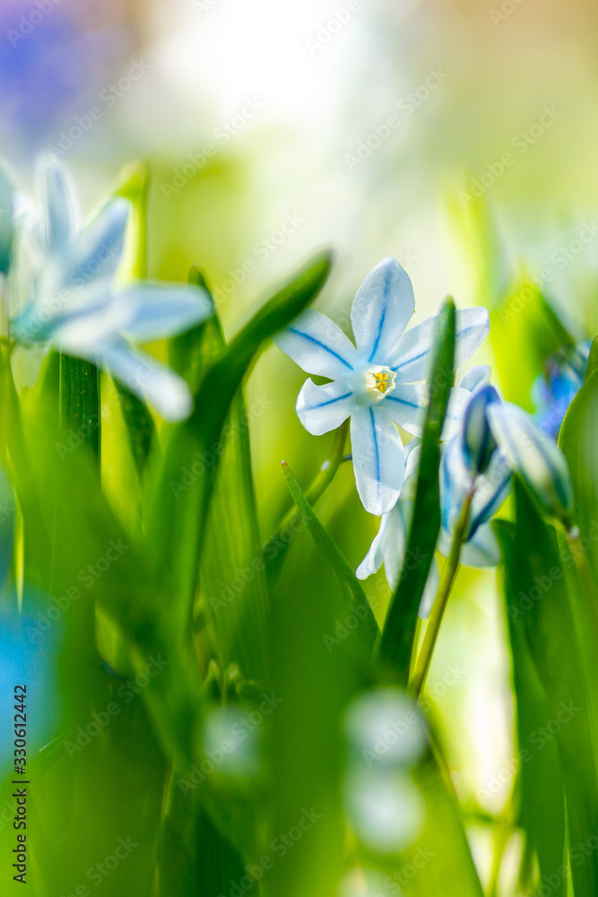 Naklejka premium Frühlingswiese mit Blausternen