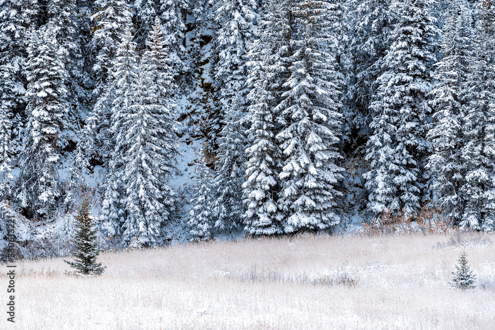 Naklejka premium Maroon Bells pine fir spruce trees in Aspen, Colorado rocky mountain closeup after winter snow frozen forest in autumn 2019 with mist on meadow