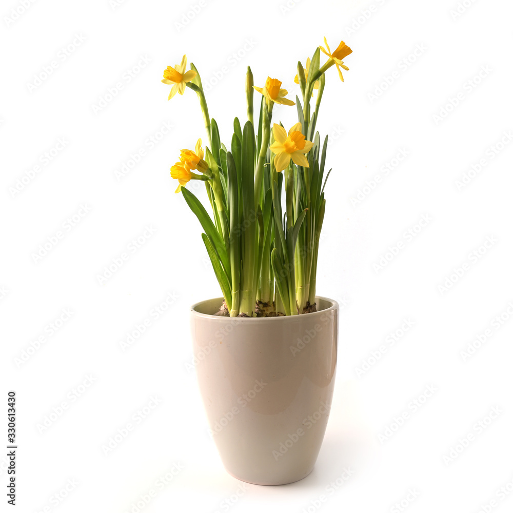 Potted daffodils (Narcissus) with yellow flowers in a ceramic flowerpot, beautiful spring time and Easter decoration, isolated on a white background