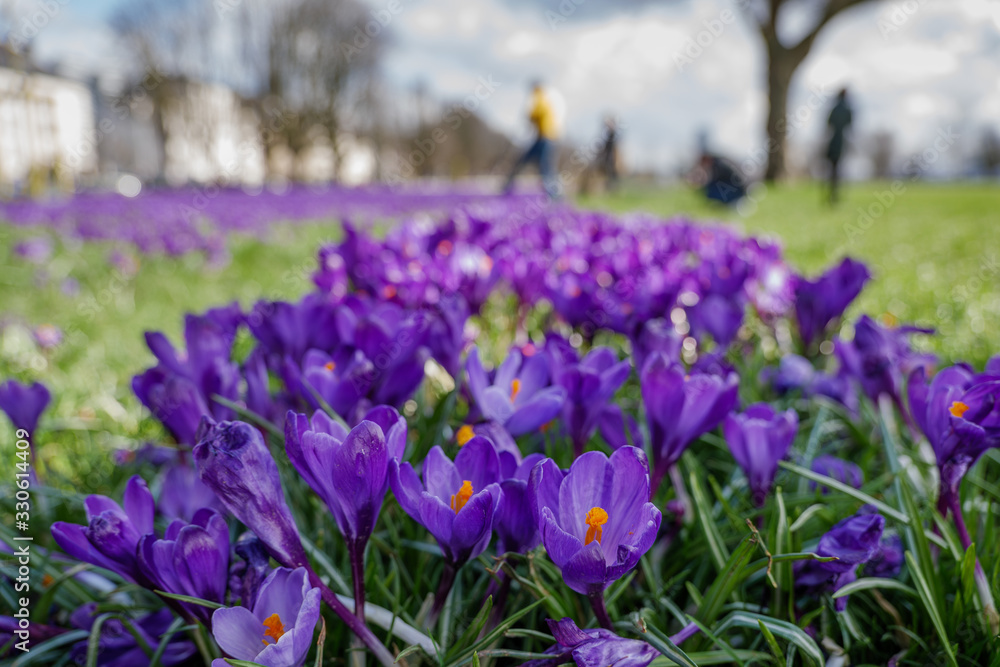 Low angle and selected focus view of blooming Blue Purple Crocus flowers field and meadow at Rheinpark along riverside of Rhine River and blur background of cityscape of Düsseldorf and cloudy sky. 