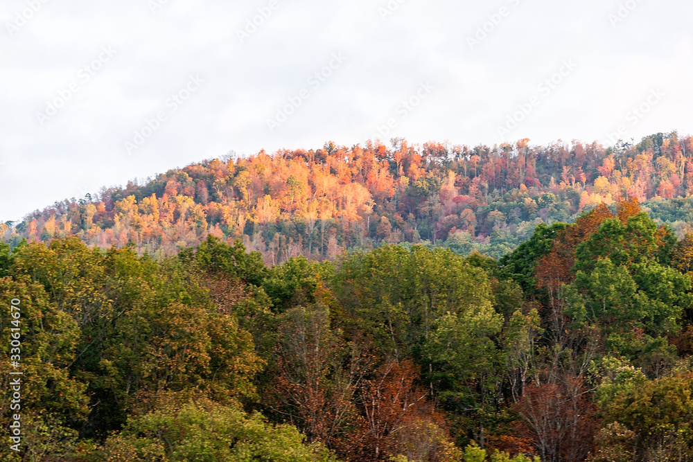 Forest trees in rural countryside in West Virginia near New River Gorge in morning autumn red foliage