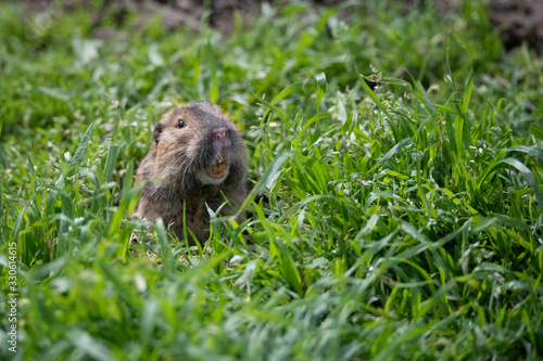 Furry little Gopher peeking out of its hole