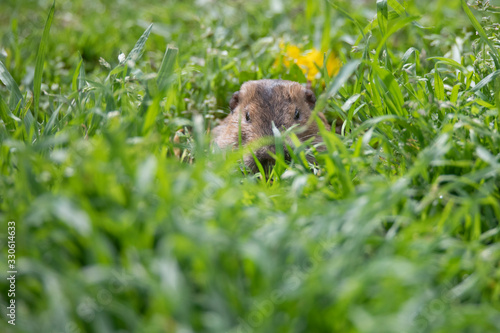 Furry little Gopher peeking out of its hole