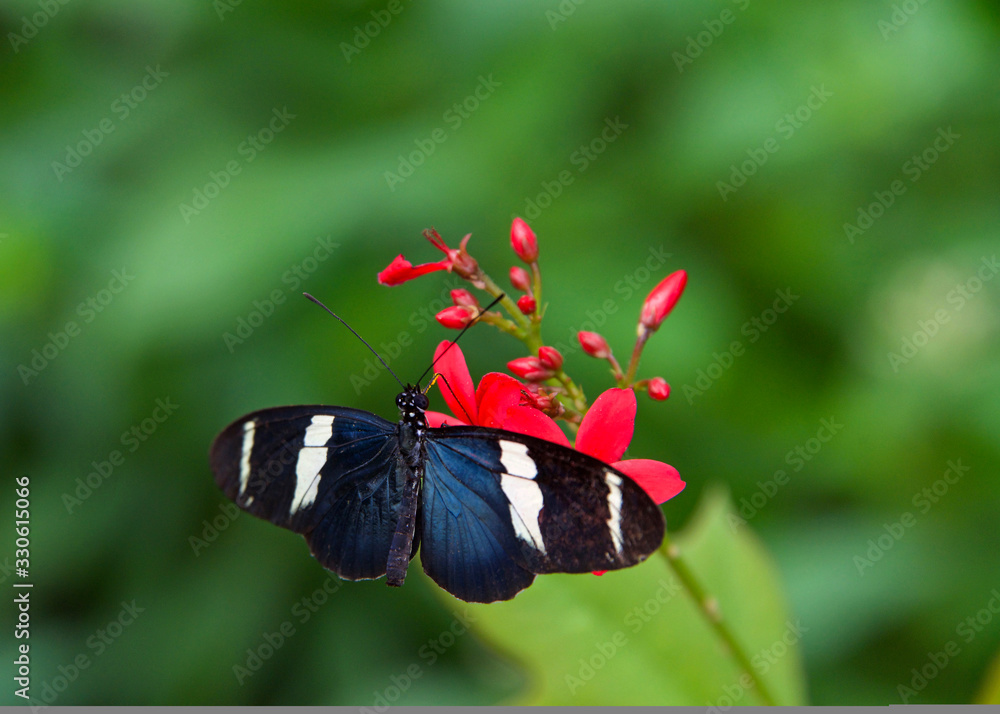 Fototapeta premium The Sara longwing is a colorful species of neotropical heliconiid butterfly found from Mexico to the Amazon Basin and southern Brazil. Drinking nectar from red flowers.