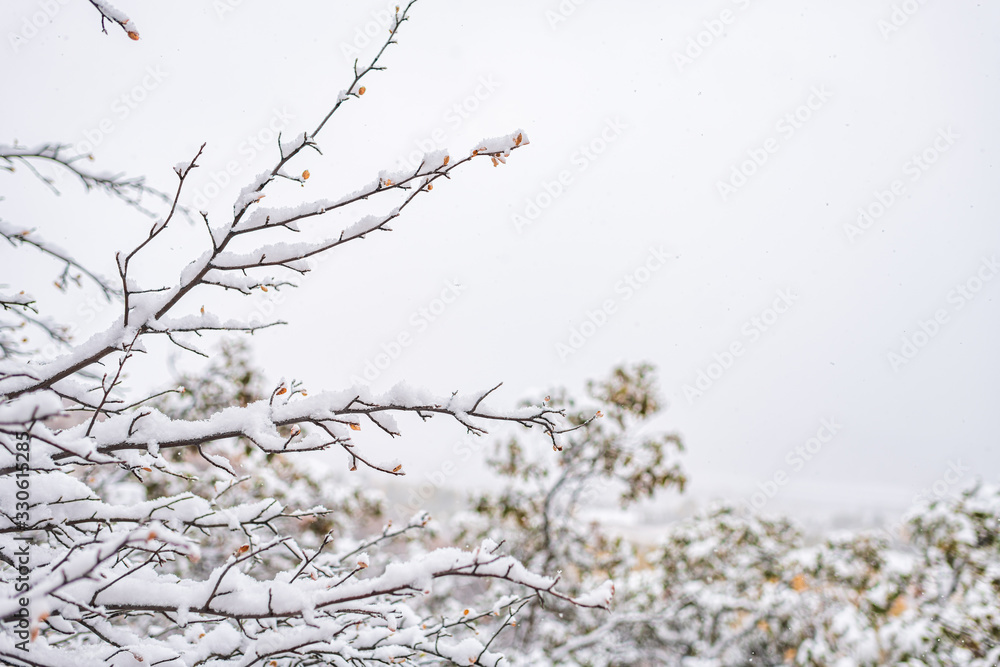 Obraz premium Aspen Colorado trees yellow leaves covered in winter autumn snow in rocky mountains isolated against cloudy sky