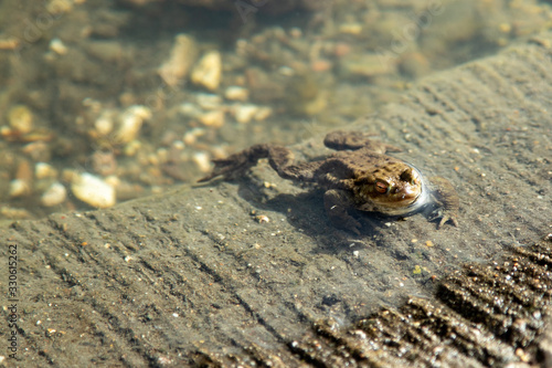 frog at the furnace of a small lake