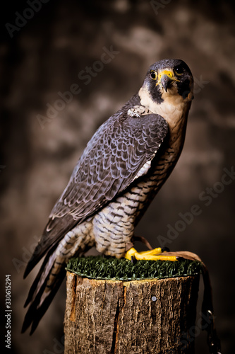 Peregrine Falcon