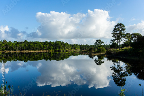 Photography Green pine trees and puffy white clouds reflected on a smooth lake, Halpatiokee