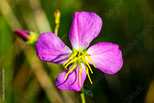 Closeup of a Bright pink Maryland Meadowbeauty (Rhexia mariana var. mariana) flower at Halpatiokee Regional Park, Stuart, Florida, USA