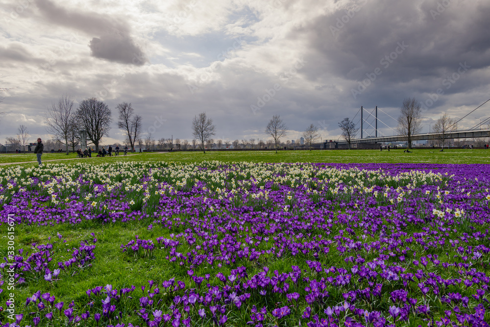 View of blooming Blue Purple Crocus flowers field and meadow at Rheinpark along riverside of Rhine River and blur background of cityscape and cloudy sky. 