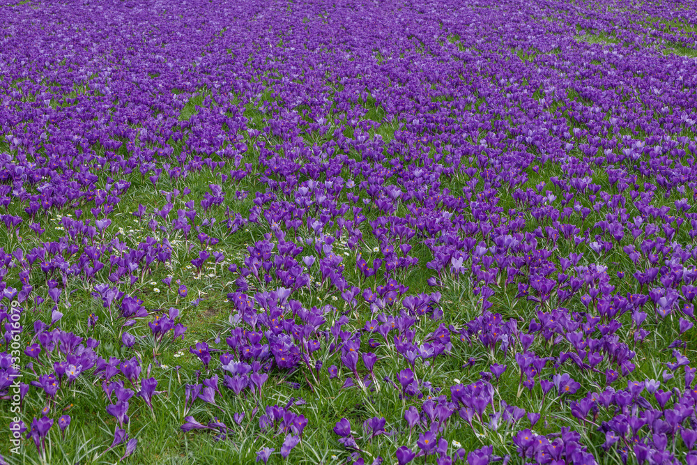 Top view over blooming Blue Purple Crocus flowers field and meadow. Top view over blooming Blue Purple Crocus flowers field and meadow.