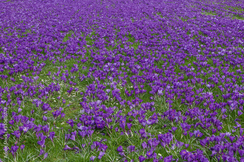 Top view over blooming Blue Purple Crocus flowers field and meadow. 