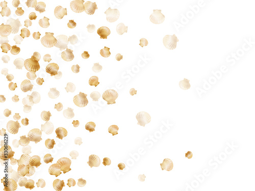 Oceanic scallop, bivalve pearl shell, marine mollusk isolated on white wild life nature background