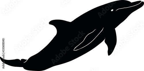 bottlenose dolphin