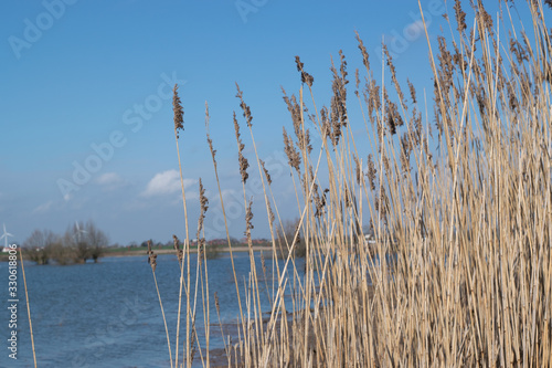 Fototapeta Naklejka Na Ścianę i Meble -  grain in dutch polder landscape
