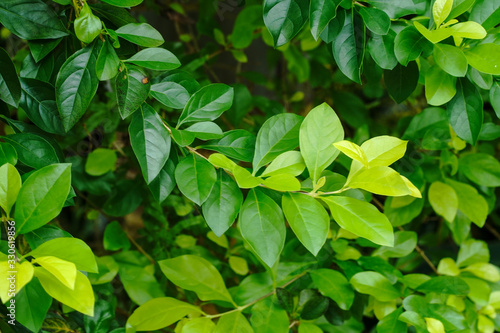 Wallpaper Mural 西表島の野草 Torontodigital.ca