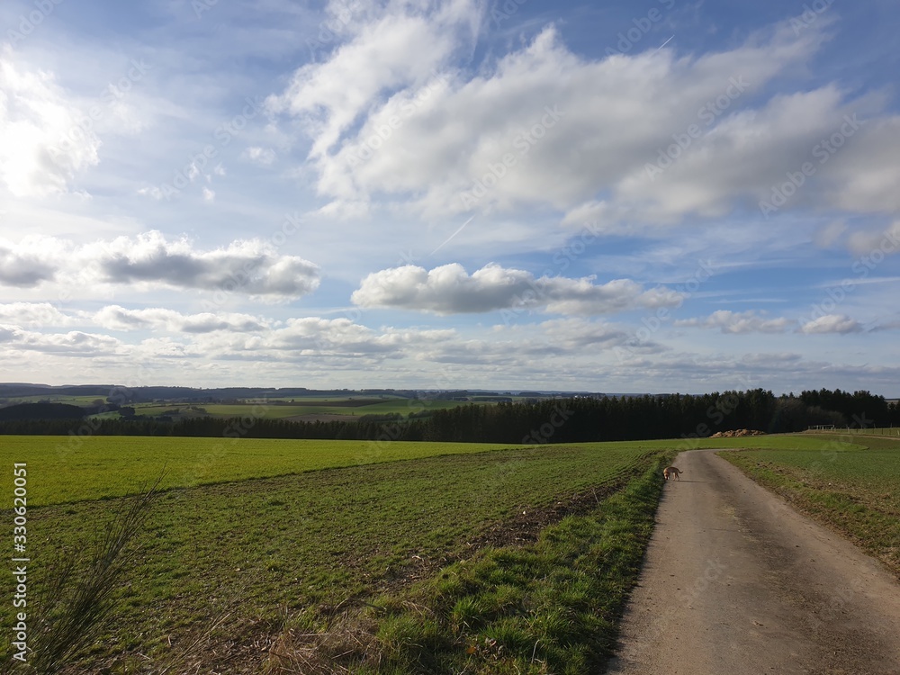 Obraz premium road in the field