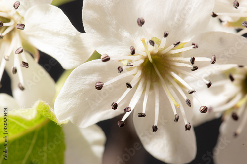 White Spring Flower on Fruit Tree