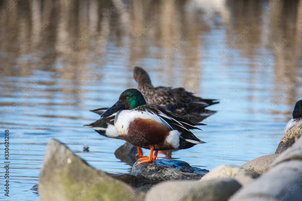 A pair of northern shovelers perched on top of driftwood. Vancouver BC Canada A pair of northern shovelers perched on top of driftwood. Vancouver BC Canada