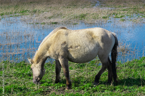 Horse eat grass in polder landscape