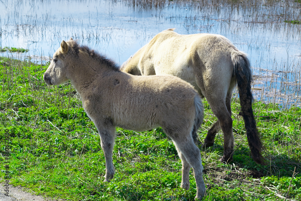 Obraz premium Horses standing next to flooded water