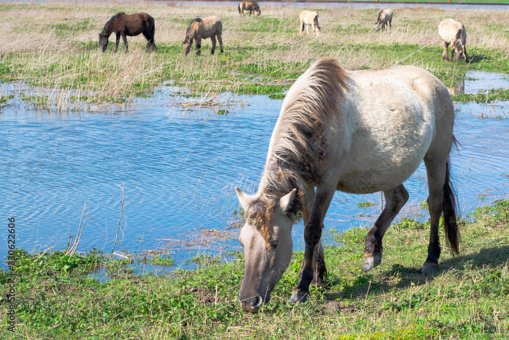 Fototapeta premium Horse eat grass in polder landscape