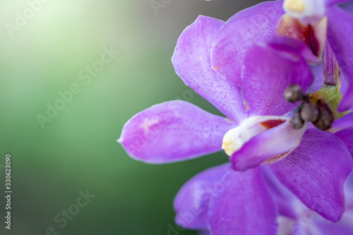 Beautiful blooming orchids in forest