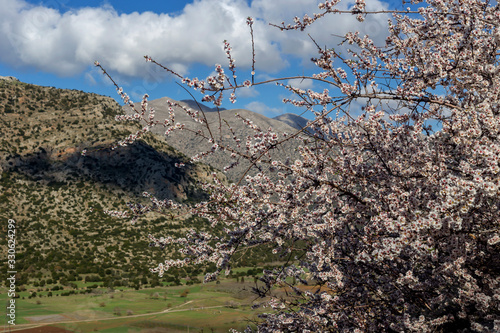 The wild almond tree blooms in the mountains.
