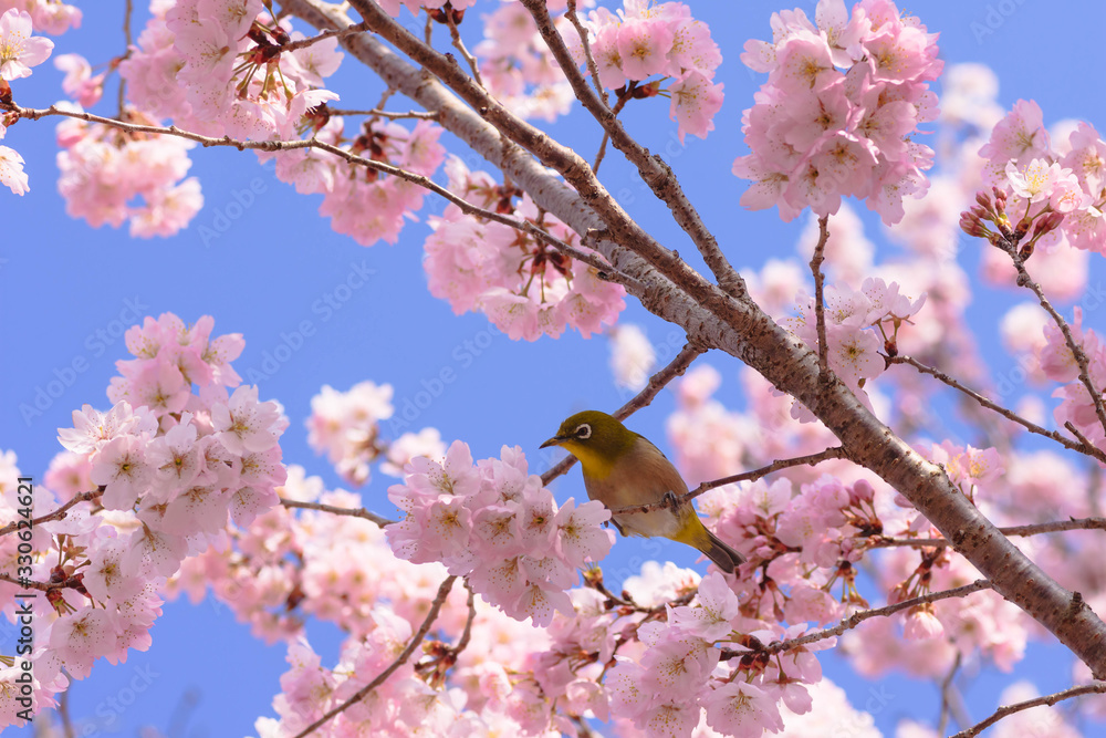 細井桜とメジロ 細井桜とメジロ