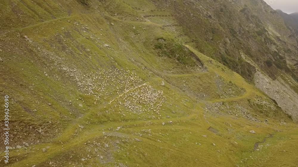 Aerial Of Flock Of Sheep On Mountainside Aerial Of Flock Of Sheep On Mountainside