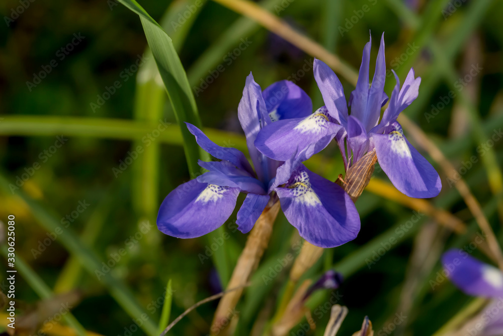 Spring iris (Moraea sisyrinchium) grows in a meadow Spring iris (Moraea sisyrinchium) grows in a meadow