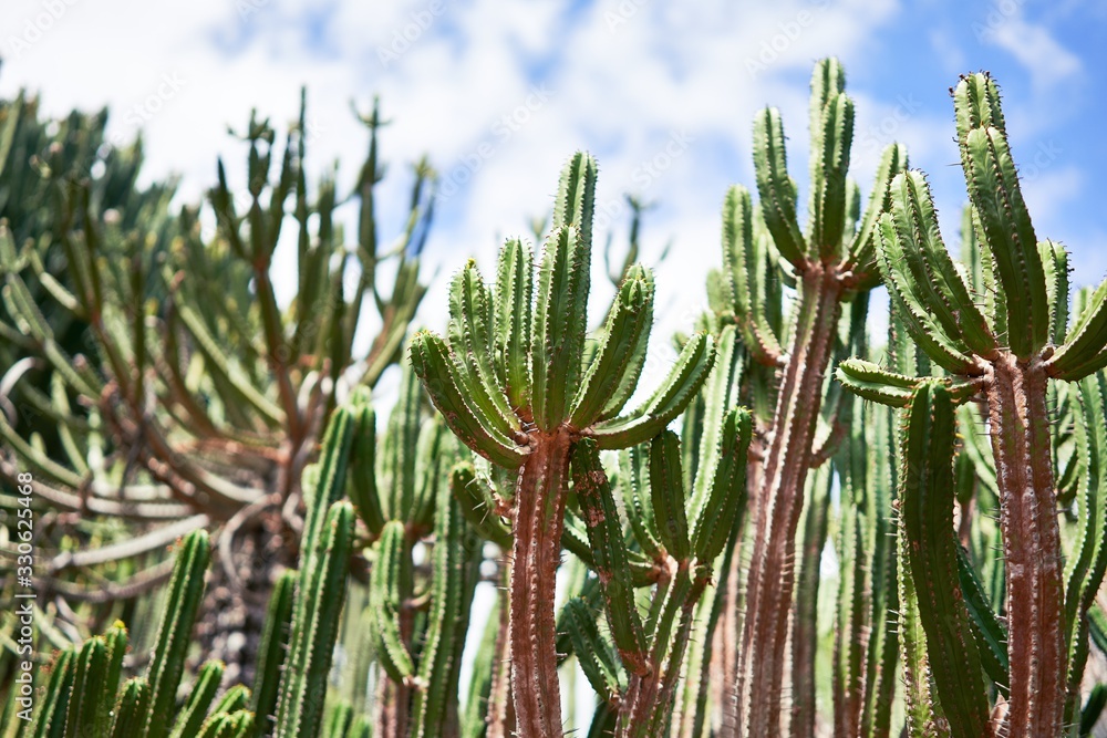 Obraz premium Close up of succulent green cactus at botanical garden