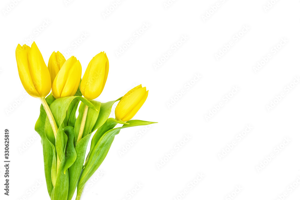 Yellow tulip flowers with white background Yellow tulip flowers with white background