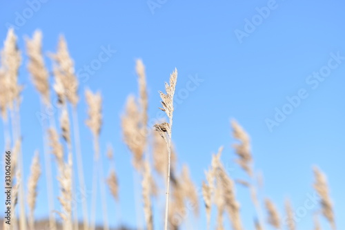 wheat on a blue background © ian