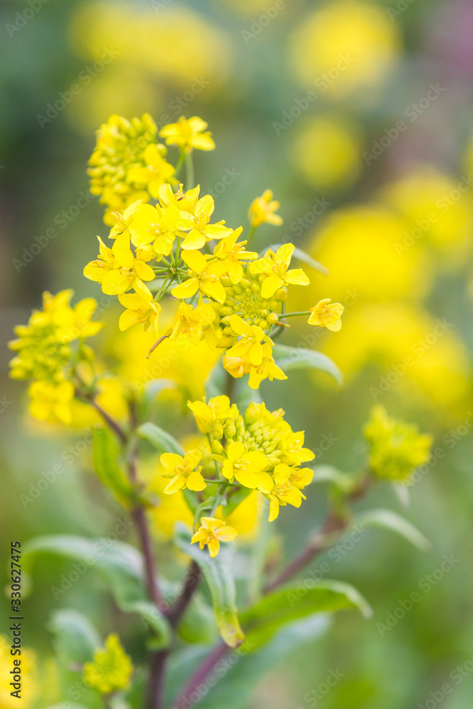 blooming mustard flowers blooming mustard flowers