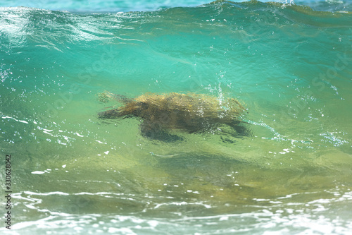 Turtle in the wave, Oahu Hawaii