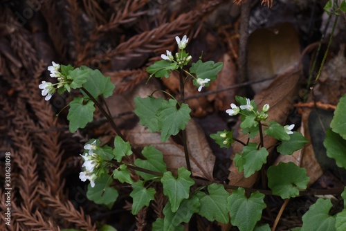 Eutrema tenue (Wasabia tenuis) produces small white flowers in wetlands and is edible as a wild vegetable. photo