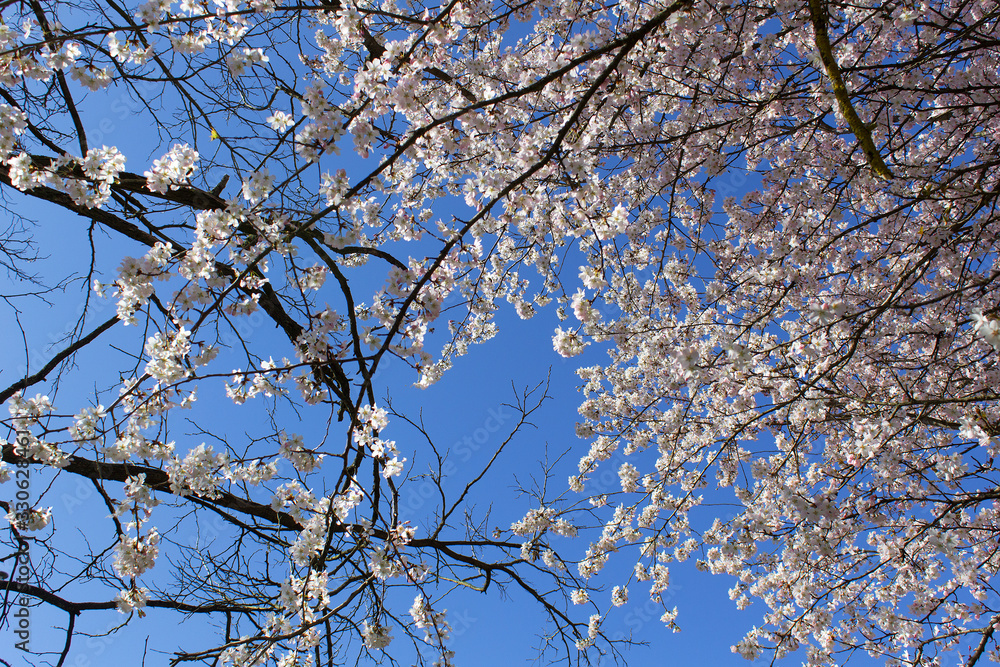 cherry spring bloom white flowers tree branches against blue sky