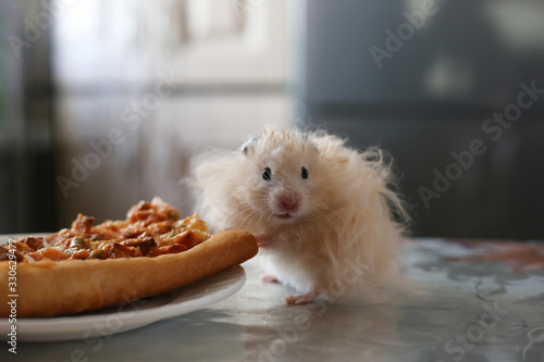 Obraz na plátně Fluffy beige hamster stands next to a piece of pizza