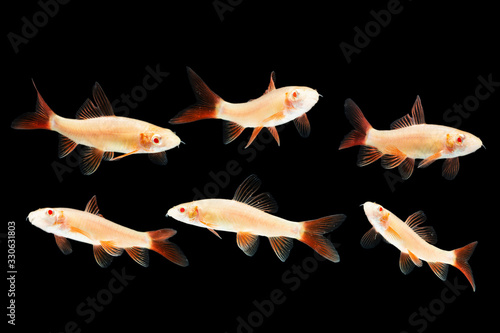 Albino Red-fin Shark, Albino Rainbow Sharkminnow, Epalzeorhynchos frenatum (Labeo frenatus) on black.