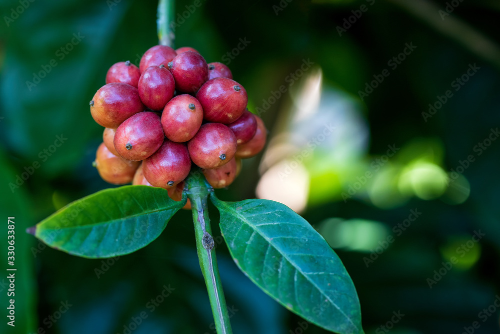 Closeup of robusta coffee beans ripening fruit on tree in farm and plantations in Thailand. Closeup of robusta coffee beans ripening fruit on tree in farm and plantations in Thailand.