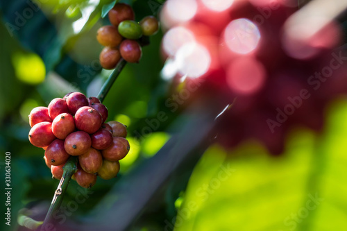Closeup of robusta coffee beans ripening fruit on tree in farm and plantations in Thailand. photo