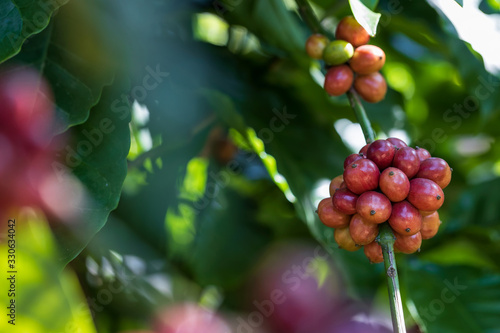 Closeup of robusta coffee beans ripening fruit on tree in farm and plantations in Thailand. photo