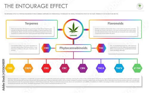 The Entourage Effect horizontal business infographic illustration about cannabis as herbal alternative medicine and chemical therapy, healthcare and medical science vector.