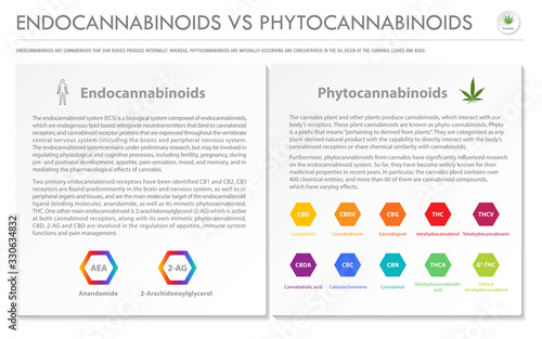 Endocannabinoids vs Phytocannabinoids horizontal business infographic illustration about cannabis as herbal alternative medicine and chemical therapy, healthcare and medical science vector.